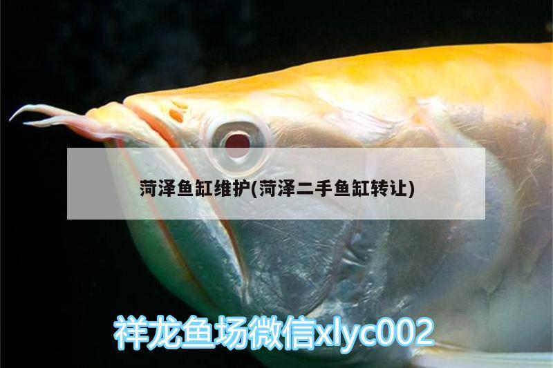 菏澤魚缸維護(hù)(菏澤二手魚缸轉(zhuǎn)讓) 帝王三間魚