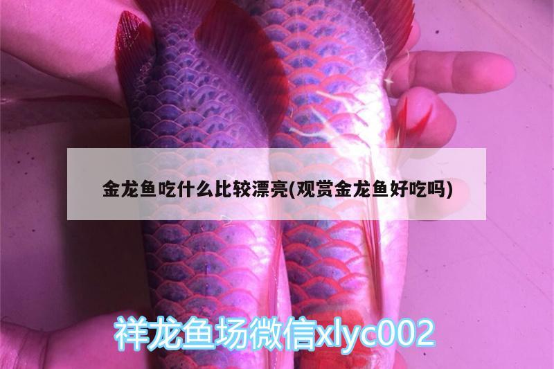 金龍魚吃什么比較漂亮(觀賞金龍魚好吃嗎)