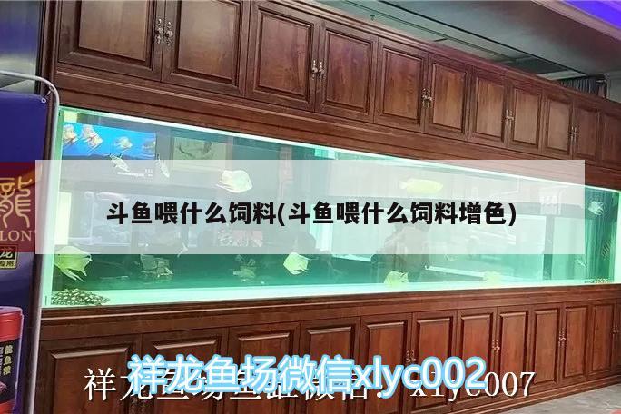 斗魚喂什么飼料(斗魚喂什么飼料增色) 白子銀龍魚苗