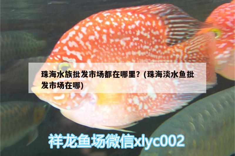 珠海水族批發(fā)市場都在哪里？(珠海淡水魚批發(fā)市場在哪) 觀賞魚水族批發(fā)市場