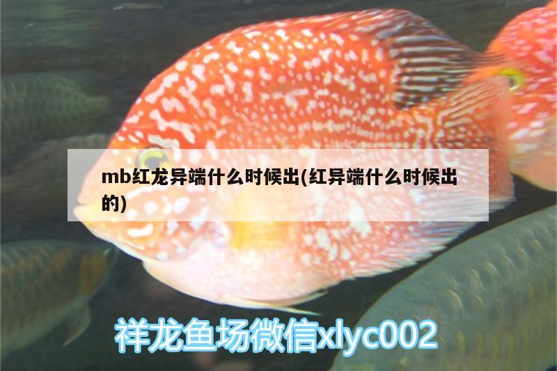 mb紅龍異端什么時(shí)候出(紅異端什么時(shí)候出的) 祥禾Super Red紅龍魚