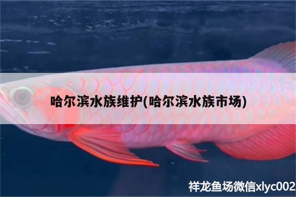 哈爾濱水族維護(哈爾濱水族市場)