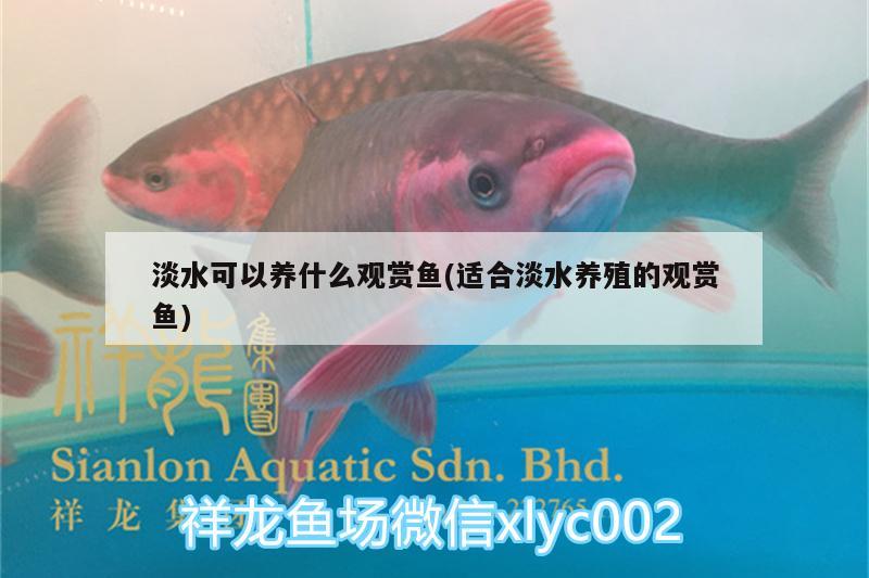 淡水可以養(yǎng)什么觀賞魚(適合淡水養(yǎng)殖的觀賞魚) 大湖紅龍魚