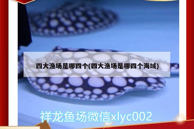 四大漁場是哪四個(四大漁場是哪四個海域) 黃金斑馬魚