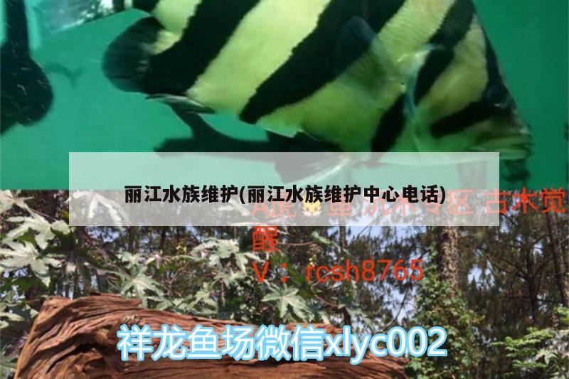 麗江水族維護(hù)(麗江水族維護(hù)中心電話) 泰龐海蓮魚