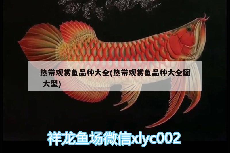 熱帶觀賞魚品種大全(熱帶觀賞魚品種大全圖大型) 印尼小紅龍