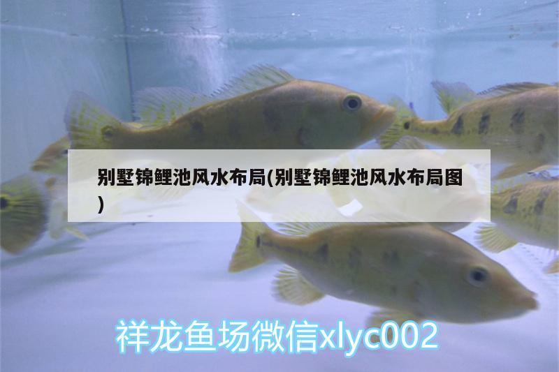 別墅錦鯉池風(fēng)水布局(別墅錦鯉池風(fēng)水布局圖) 魚缸風(fēng)水 第2張