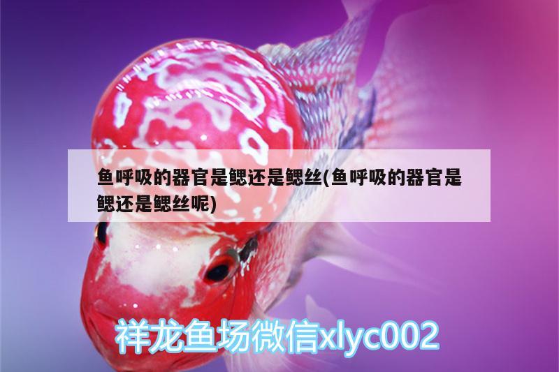 魚呼吸的器官是鰓還是鰓絲(魚呼吸的器官是鰓還是鰓絲呢)