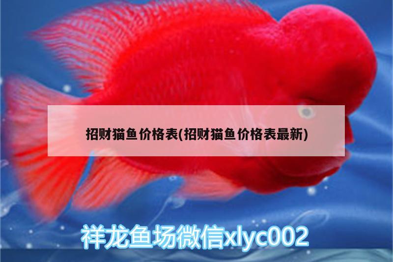 招財(cái)貓魚價(jià)格表(招財(cái)貓魚價(jià)格表最新) 魚缸水質(zhì)穩(wěn)定劑