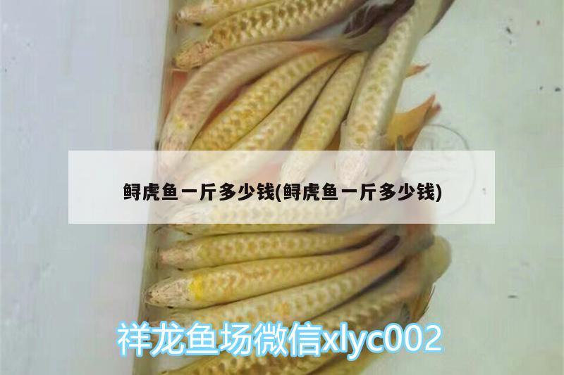 鱘虎魚一斤多少錢(鱘虎魚一斤多少錢)