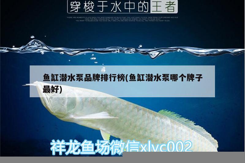 大日玉鯖魚觀賞魚能長多大(觀賞魚可以長多大) 大日玉鯖魚 第2張