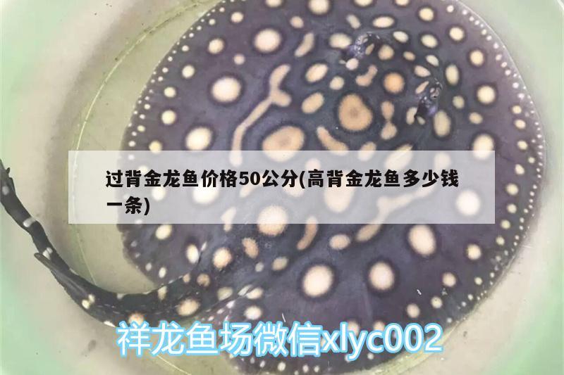 過背金龍魚價(jià)格50公分(高背金龍魚多少錢一條) 高背金龍魚