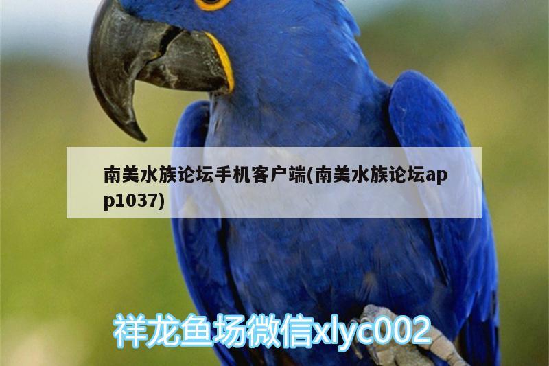 南美水族論壇手機客戶端(南美水族論壇app1037) 玫瑰銀版魚