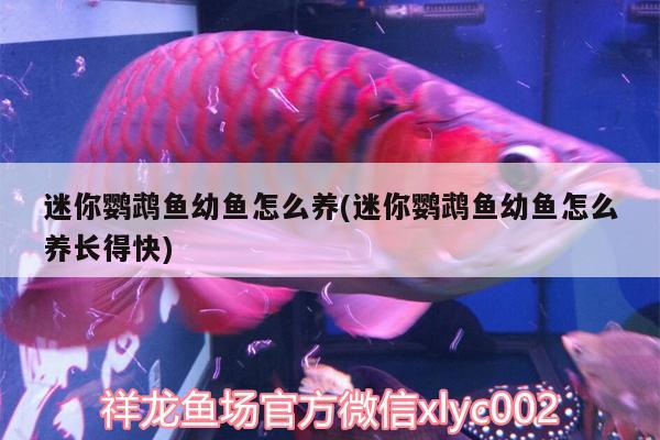 迷你鸚鵡魚幼魚怎么養(yǎng)(迷你鸚鵡魚幼魚怎么養(yǎng)長得快)