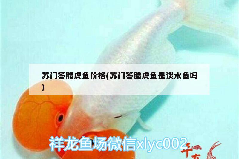 蘇門答臘虎魚價格(蘇門答臘虎魚是淡水魚嗎)