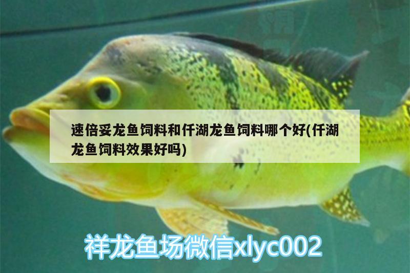 速倍妥龍魚飼料和仟湖龍魚飼料哪個好(仟湖龍魚飼料效果好嗎)