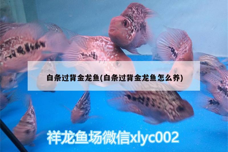 白條過(guò)背金龍魚(白條過(guò)背金龍魚怎么養(yǎng))