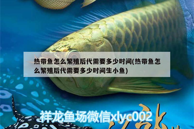 熱帶魚怎么繁殖后代需要多少時間(熱帶魚怎么繁殖后代需要多少時間生小魚) 委內瑞拉奧里諾三間魚苗