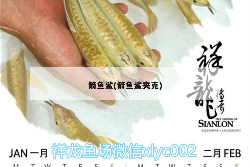 箭魚鯊(箭魚鯊夾克) 丹頂錦鯉魚