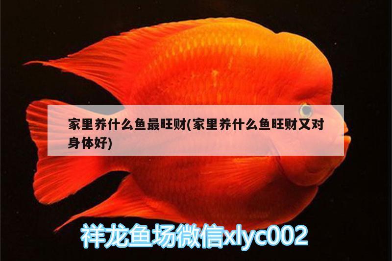 家里養(yǎng)什么魚最旺財(家里養(yǎng)什么魚旺財又對身體好)