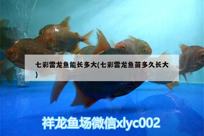 七彩雷龍魚能長多大(七彩雷龍魚苗多久長大)