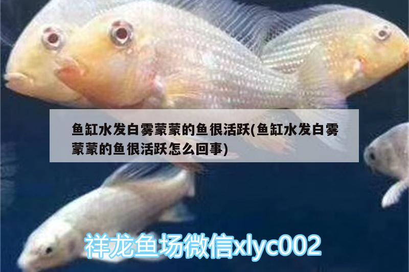 魚(yú)缸水發(fā)白霧蒙蒙的魚(yú)很活躍(魚(yú)缸水發(fā)白霧蒙蒙的魚(yú)很活躍怎么回事)