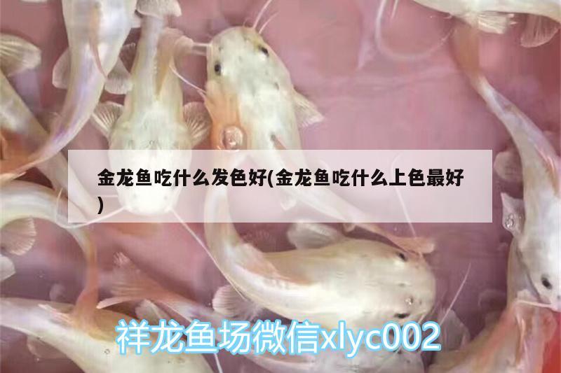 金龍魚吃什么發(fā)色好(金龍魚吃什么上色最好)