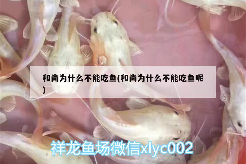 和尚為什么不能吃魚(和尚為什么不能吃魚呢)