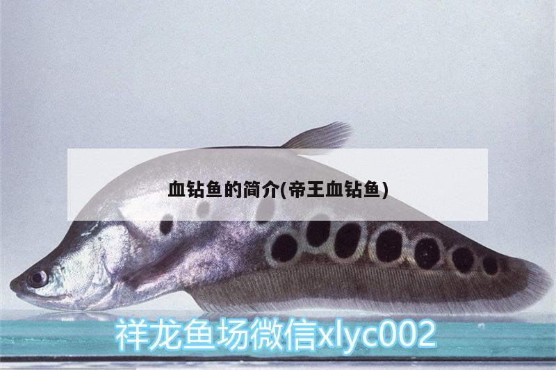 血鉆魚的簡介(帝王血鉆魚) 帝王血鉆