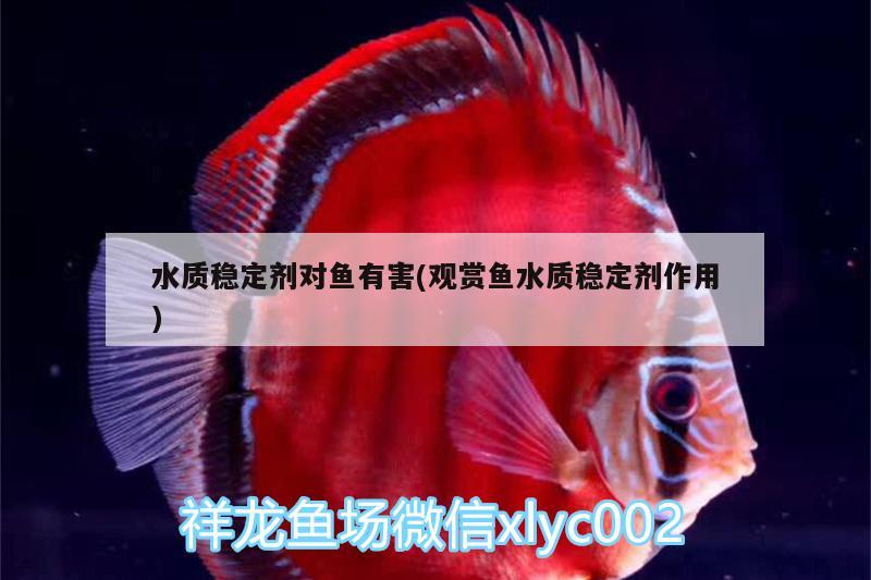 水質(zhì)穩(wěn)定劑對魚有害(觀賞魚水質(zhì)穩(wěn)定劑作用)