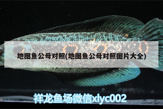 地圖魚公母對(duì)照(地圖魚公母對(duì)照?qǐng)D片大全) 黃金鴨嘴魚