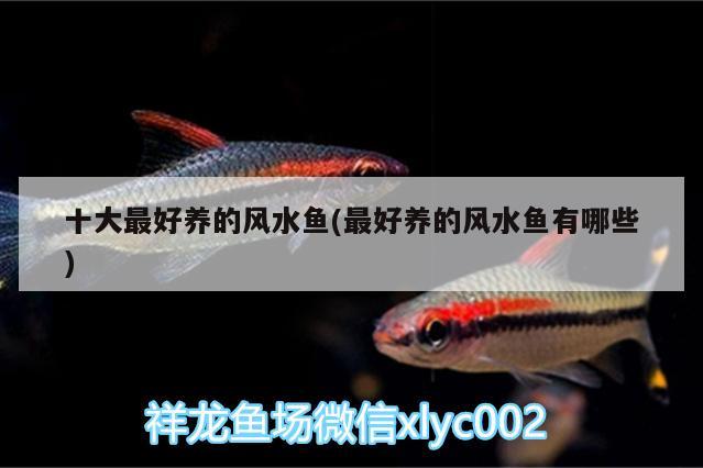 十大最好養(yǎng)的風(fēng)水魚(yú)(最好養(yǎng)的風(fēng)水魚(yú)有哪些) 魚(yú)缸風(fēng)水