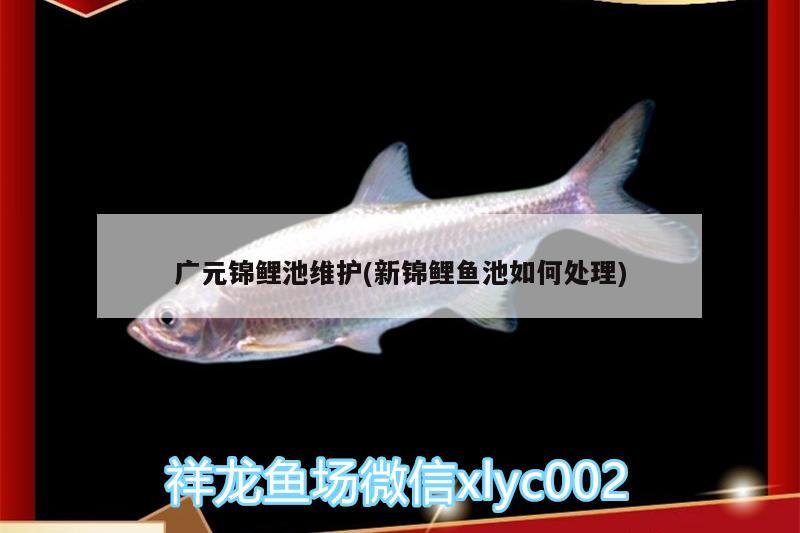 廣元錦鯉池維護(hù)(新錦鯉魚池如何處理)