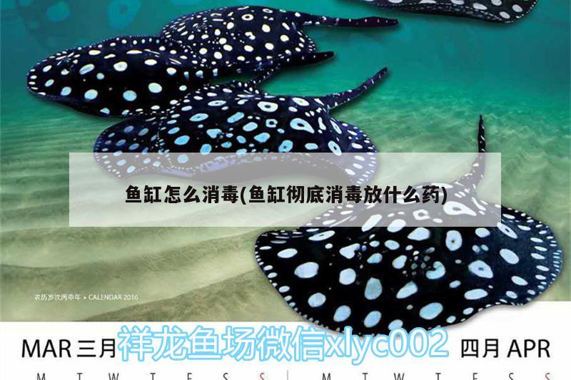 魚缸怎么消毒(魚缸徹底消毒放什么藥) 麥肯斯銀版魚