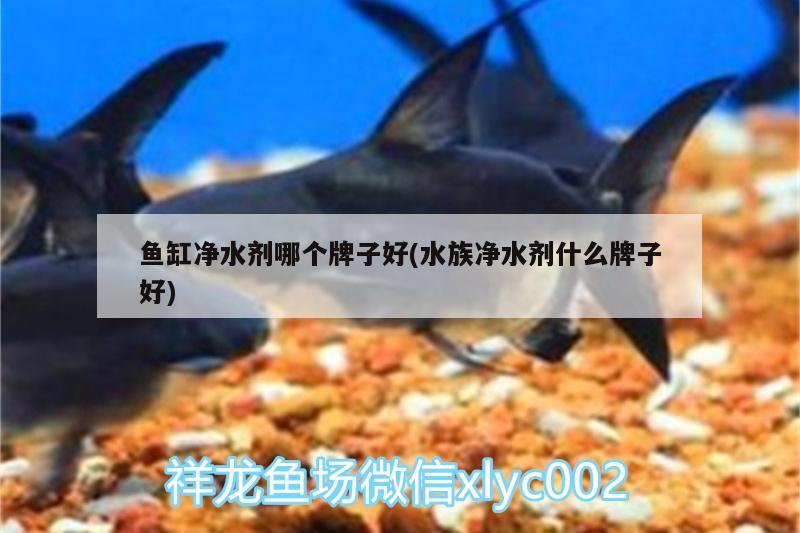 魚缸凈水劑哪個牌子好(水族凈水劑什么牌子好)