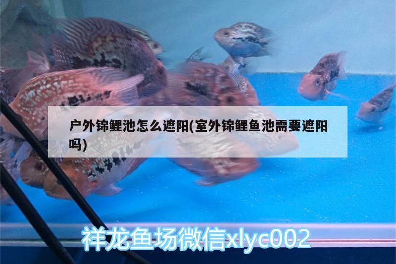 戶外錦鯉池怎么遮陽(室外錦鯉魚池需要遮陽嗎)