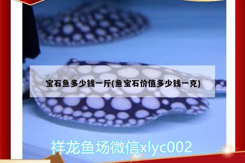 寶石魚多少錢一斤(魚寶石價值多少錢一克)