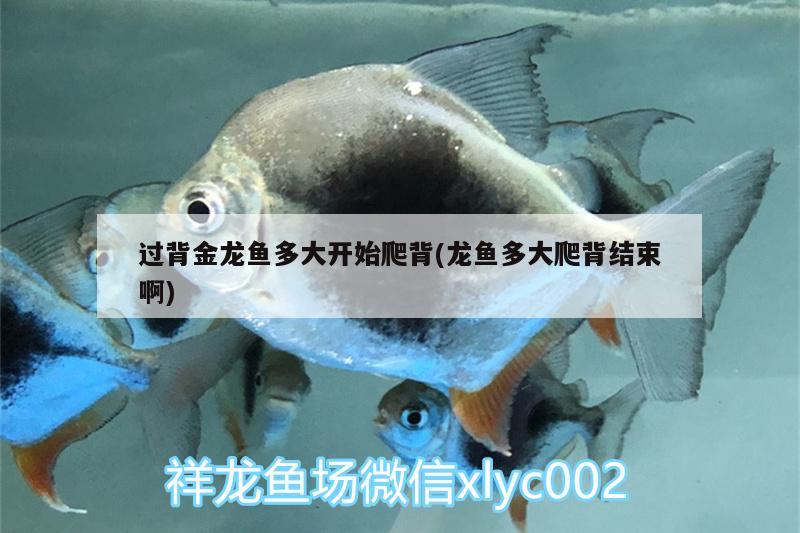 過背金龍魚多大開始爬背(龍魚多大爬背結(jié)束啊) 金龍魚百科