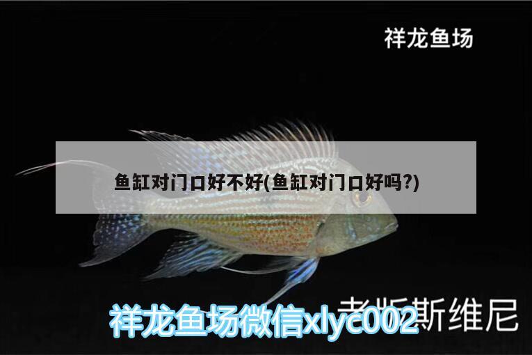 魚(yú)缸對(duì)門(mén)口好不好(魚(yú)缸對(duì)門(mén)口好嗎?) 金頭過(guò)背金龍魚(yú)