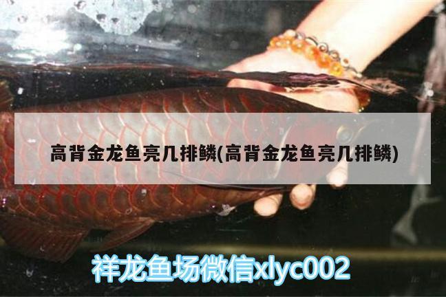 高背金龍魚(yú)亮幾排鱗(高背金龍魚(yú)亮幾排鱗) 高背金龍魚(yú)