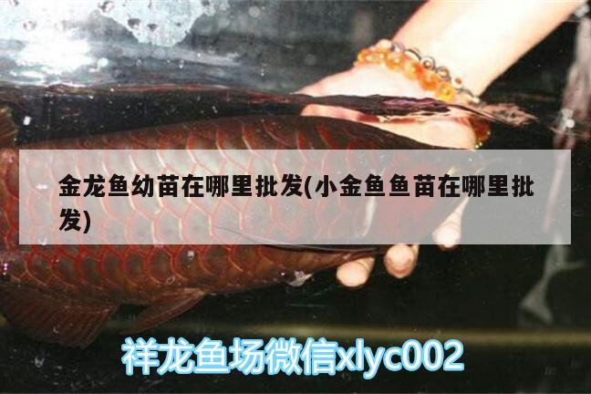 金龍魚幼苗在哪里批發(fā)(小金魚魚苗在哪里批發(fā))