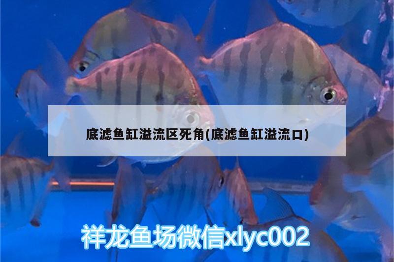 底濾魚缸溢流區(qū)死角(底濾魚缸溢流口) 祥龍水族護(hù)理水