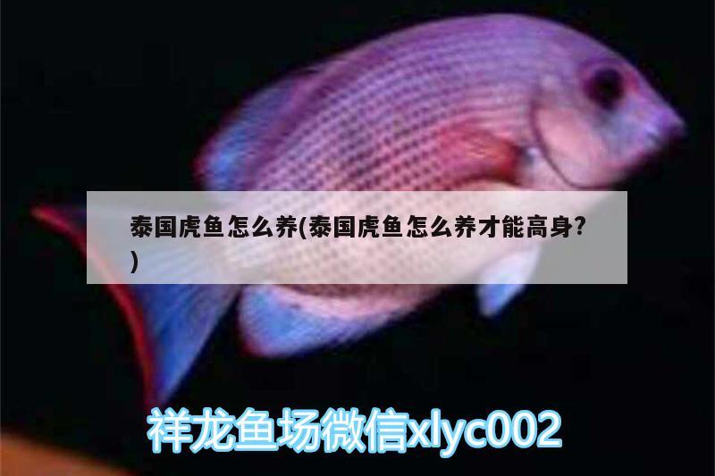 泰國虎魚怎么養(yǎng)(泰國虎魚怎么養(yǎng)才能高身?) 虎魚百科