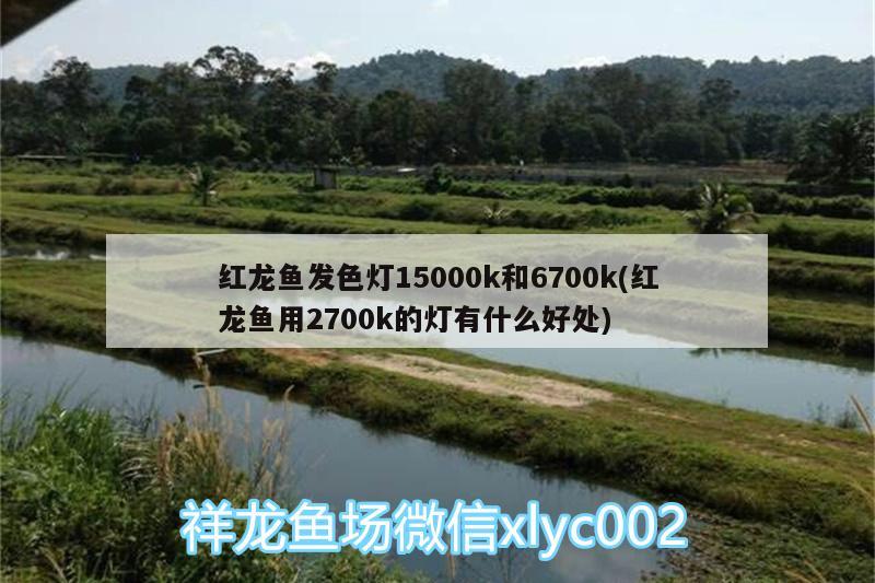 紅龍魚(yú)發(fā)色燈15000k和6700k(紅龍魚(yú)用2700k的燈有什么好處)