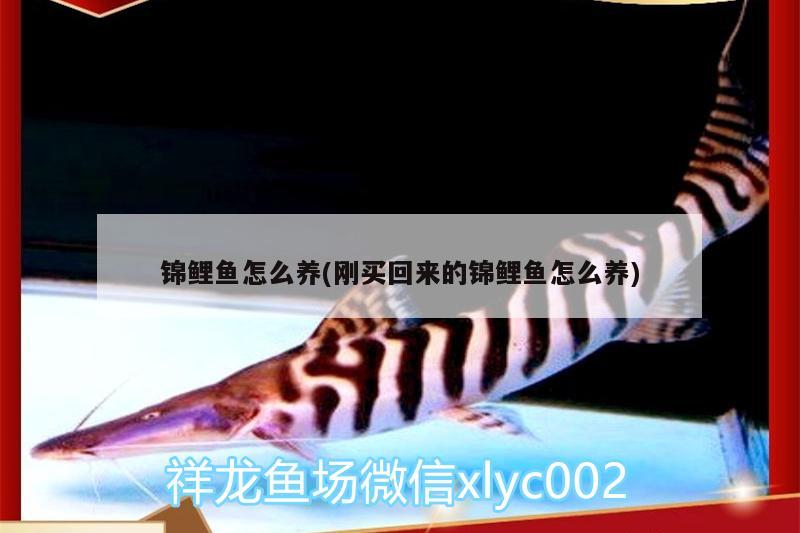 錦鯉魚怎么養(yǎng)(剛買回來的錦鯉魚怎么養(yǎng)) 魚缸水質(zhì)穩(wěn)定劑