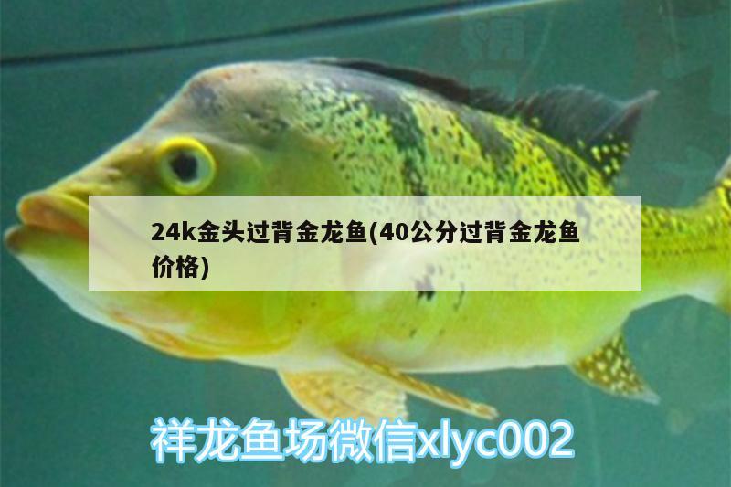 24k金頭過背金龍魚(40公分過背金龍魚價格)