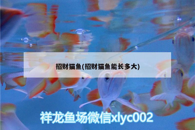 招財貓魚(招財貓魚能長多大)