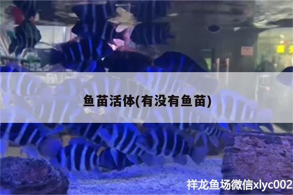 魚苗活體(有沒有魚苗)