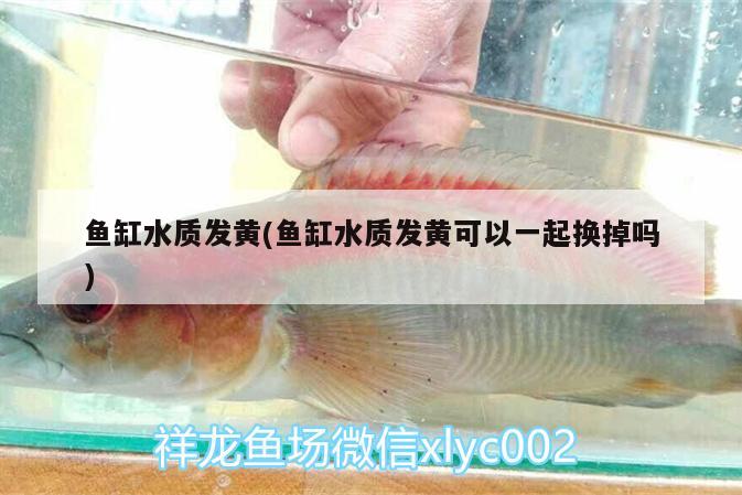 魚缸水質(zhì)發(fā)黃(魚缸水質(zhì)發(fā)黃可以一起換掉嗎) 廣州觀賞魚魚苗批發(fā)市場