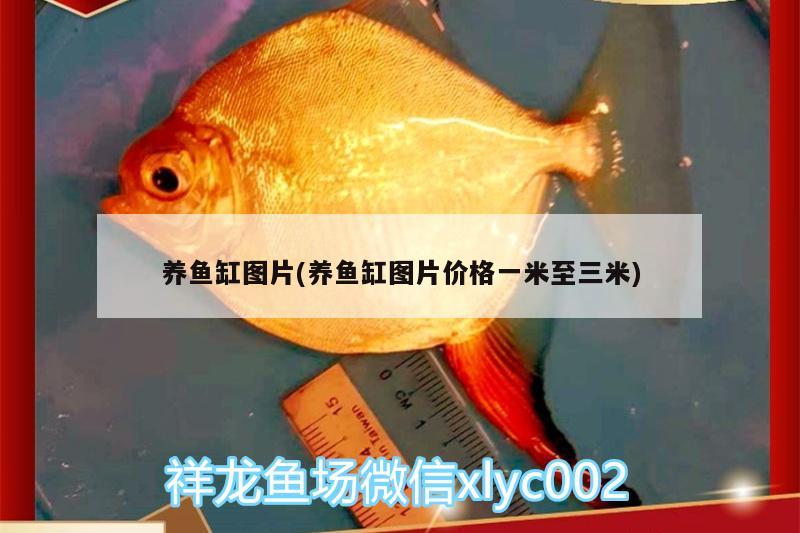 養(yǎng)魚缸圖片(養(yǎng)魚缸圖片價格一米至三米) 大湖紅龍魚